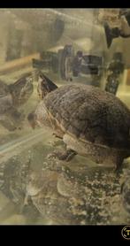 Schildpad, Dieren en Toebehoren, Vis