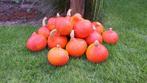 Eetbare hokkaido pompoenen uit eigen tuin., Diversen, Levensmiddelen, Ophalen