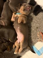 Leuke lieve Jack Russel Grey and tan, Jack Russell Terriër, Reu, 8 tot 15 weken, Parvo