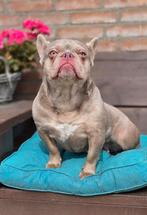 💗 Super mooie franse bulldog teef isabella tan kleur 💗, Particulier, Rabiës (hondsdolheid), 1 tot 2 jaar, Buitenland