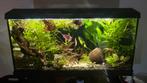 Juwel primo 110 aquarium | compleet aquarium, Dieren en Toebehoren, Vissen | Aquariumvissen, Vis