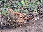 Goudfazant hen, Dieren en Toebehoren, Pluimvee, Vrouwelijk, Overige soorten