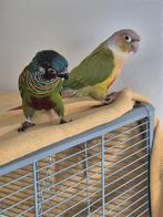 2 pyrrhuras pyrrhura met grote vogelkooi en toebehoren, Dieren en Toebehoren, Vogels | Parkieten en Papegaaien, Mannelijk, Parkiet