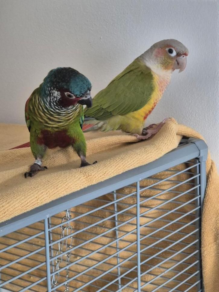 2 pyrrhuras pyrrhura met grote vogelkooi en toebehoren, Dieren en Toebehoren, Vogels | Parkieten en Papegaaien, Parkiet, Mannelijk