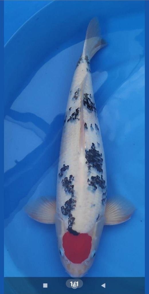 marudo tancho showa van geweldig mooie kwaliteit, Dieren en Toebehoren, Vissen | Vijvervissen, Karper of Koi