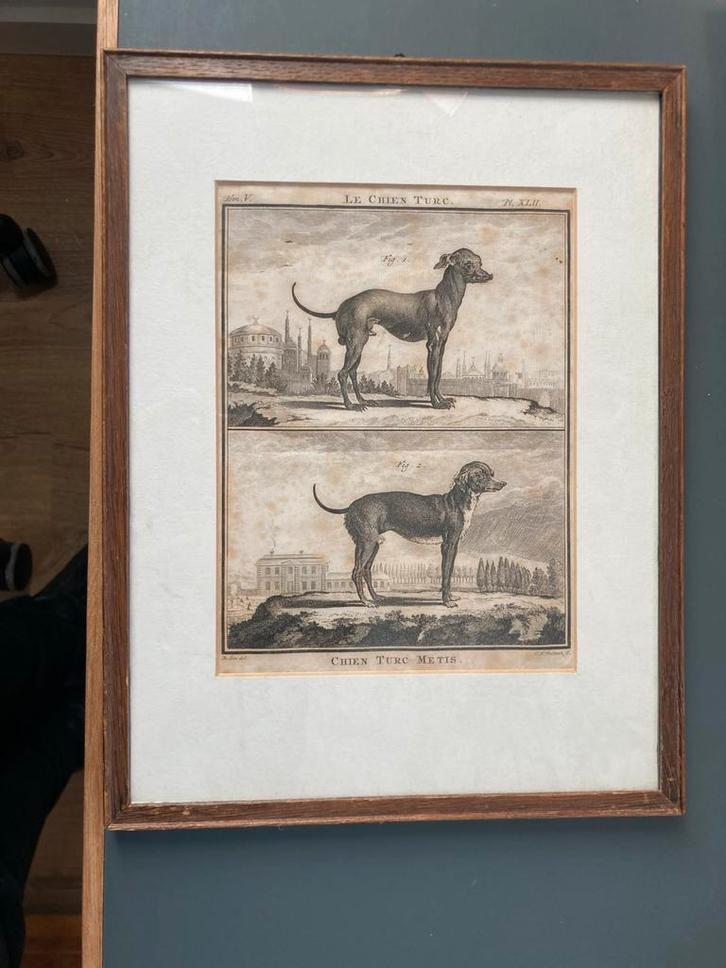 Ets van CF Fritsch Buffon- Turkse Honden, Antiek en Kunst, Kunst | Etsen en Gravures, Ophalen of Verzenden