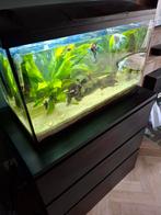 Aquarium inclusief tropische vissen en toebehoren, Dieren en Toebehoren, Vissen | Aquaria en Toebehoren, Ophalen of Verzenden