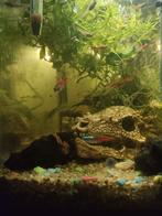 Vrouwen endlers en Moscow guppen mix, Dieren en Toebehoren, Vis