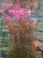 Rotala blood red (aquariumplant), Ophalen