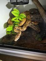 Snake Boa Constrictor with PVC Terrarium., Dieren en Toebehoren, Slang, Met terrarium, 0 tot 2 jaar