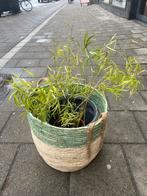 Plant en mand, Overige materialen, Gebruikt, Mand, Rond