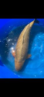 (26) Koi / Koi karper -  Chagoi 72 cm., Karper of Koi