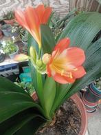 Kamerplant Clivia vierjarige plant., Ophalen of Verzenden