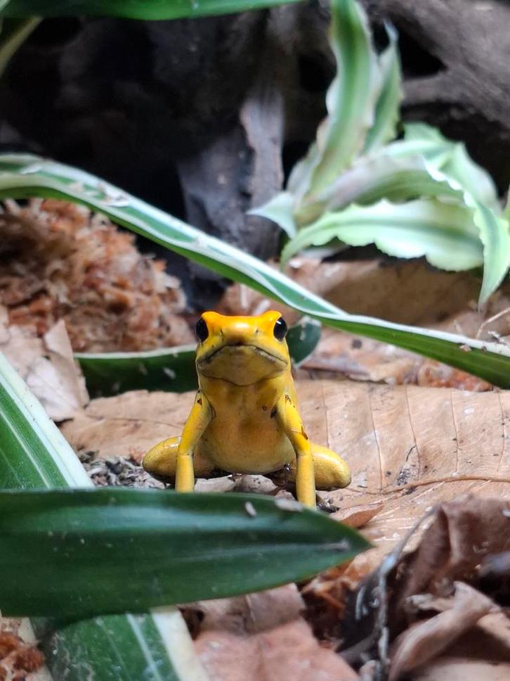 Phyllobates bicolor koppel 1.1