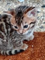 Raszuiver lieve bengaalse kittens, Dieren en Toebehoren, Katten en Kittens | Overige Katten, Meerdere dieren