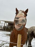 Tijdelijke stalhulo gezocht