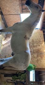 Spaanse ruin, Dieren en Toebehoren, Paarden, Gechipt, Ruin, L, 160 tot 165 cm