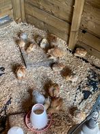 13x Brahma buff columbia Brahma groot, Dieren en Toebehoren, Pluimvee, Geslacht onbekend, Kip