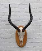 Schedel IMPALA ANTILOPE op houten schild - ref. A (gewei), Ophalen of Verzenden, Gebruikt, Wild dier, Schedel