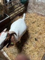 Tk Boergeit 2 jaar oud, Dieren en Toebehoren, Schapen, Geiten en Varkens, Vrouwelijk, Geit