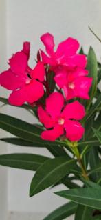 Nerium oleander Rosanie donker roze, Ophalen of Verzenden, Zomer, Overige soorten, Volle zon