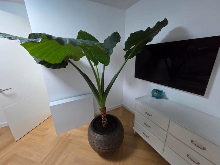 Alocasia Portodora - Olifantsoor, Huis en Inrichting, Kamerplanten, 150 tot 200 cm, Halfschaduw, Ophalen