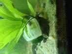 Mooie appalslakken, Dieren en Toebehoren, Vissen | Aquariumvissen, Vis