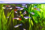 Guppes gezocht voor mijn bak, Dieren en Toebehoren, Vis