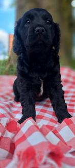Wegens annulering nog 1  stabij x Engelse cockerspaniel pup, Dieren en Toebehoren, Honden | Retrievers, Spaniëls en Waterhonden