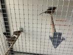 Schamalijsters, Dieren en Toebehoren, Vogels | Overige Vogels, Meerdere dieren, Wildzangvogel, Geringd