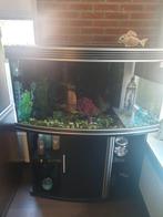 Trofis toxotes b-1200h. Aquarium compleet., Dieren en Toebehoren, Ophalen, Zo goed als nieuw, Leeg aquarium