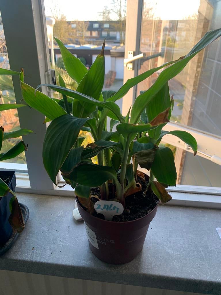 Canna zalm, Tuin en Terras, Planten | Tuinplanten, Ophalen, Overige soorten, Volle zon