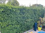 Heg, Ophalen of Verzenden, 100 tot 250 cm