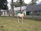 Te koop: Palomino Hengstveulen, Welsh B, Dieren en Toebehoren, Pony's, Niet van toepassing, 0 tot 2 jaar, Hengst, C pony (1.27m tot 1.37m)