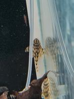 L288 algeneter, pleco, Peckoltia sp. L288, Vis, Zoetwatervis