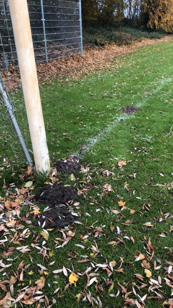 Last van mollen?  Mollenvanger drenthe overijssel groningen, Diensten en Vakmensen, Ongediertebestrijding, Mollen of Woelratten