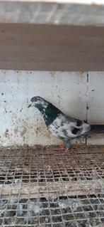 Pakistaanse Hoogvlieger, Dieren en Toebehoren, Vogels | Duiven, Mannelijk, Kropper