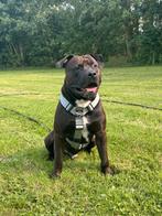 Knappe Amerikaanse stafford zoekt 5* huisje, Dieren en Toebehoren, Honden | Niet-rashonden, Reu, 1 tot 2 jaar, Groot, Eén hond