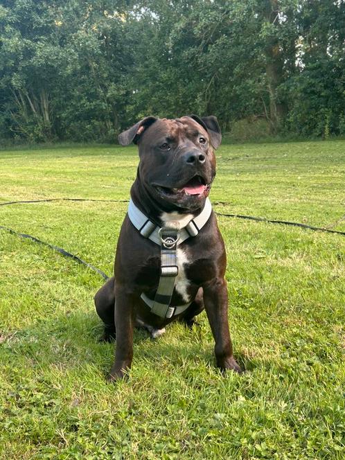 Knappe Amerikaanse stafford zoekt 5* huisje, Dieren en Toebehoren, Honden | Niet-rashonden, Groot, Reu, Particulier, Eén hond