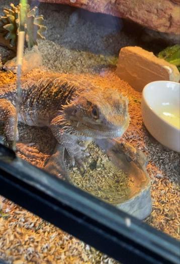 Baardagaan met terrarium beschikbaar voor biedingen