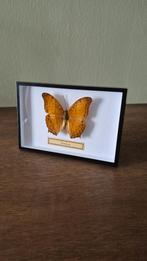 Vindula erota in metalen lijst | Opgezette vlinder, Ophalen of Verzenden, Nieuw, Insect, Opgezet dier