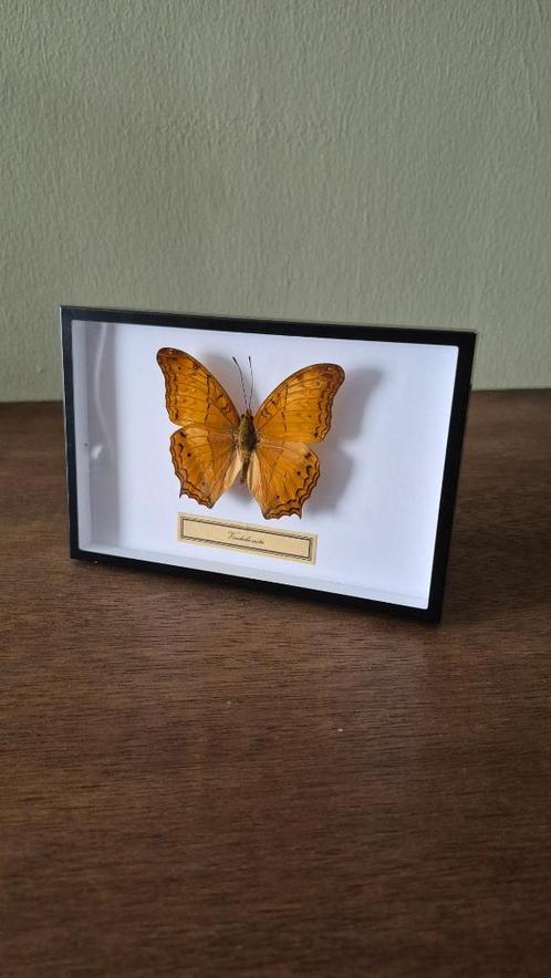 Vindula erota in metalen lijst | Opgezette vlinder, Verzamelen, Dierenverzamelingen, Nieuw, Opgezet dier, Insect, Ophalen of Verzenden