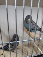 Blackface grasparkieten, Meerdere dieren, Parkiet, Geringd