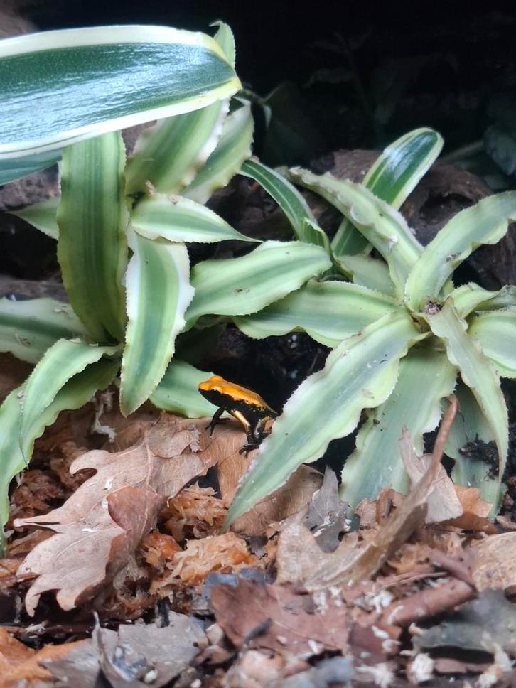 Phyllobates bicolor nakweek 0.0.4