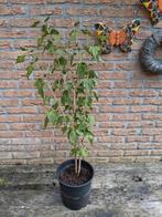 Hibiscus stekken 60 a 70 cm witte of rose bloemen, Ophalen, Overige soorten, Minder dan 100 cm