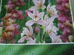 Orchideeën, Hobby en Vrije tijd, Denksport en Puzzels, Ophalen of Verzenden, 500 t/m 1500 stukjes, Zo goed als nieuw, Legpuzzel