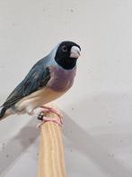 Gould amadine blauw paars borst zwartkop., Vrouwelijk, Tropenvogel, Geringd