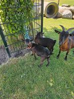 Dwerg bokken, Dieren en Toebehoren, Schapen, Geiten en Varkens, Mannelijk, Geit