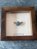 Lijst met Xylocopa Caerulea, Ophalen of Verzenden, Hout, Minder dan 50 cm
