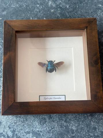 Lijst met Xylocopa Caerulea beschikbaar voor biedingen